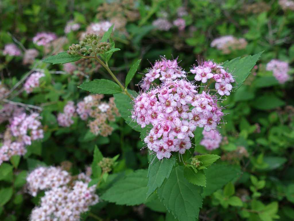 Lowgrowing Shrubs for St. Louis